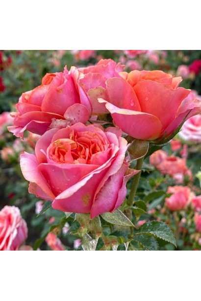 Rose Teresa